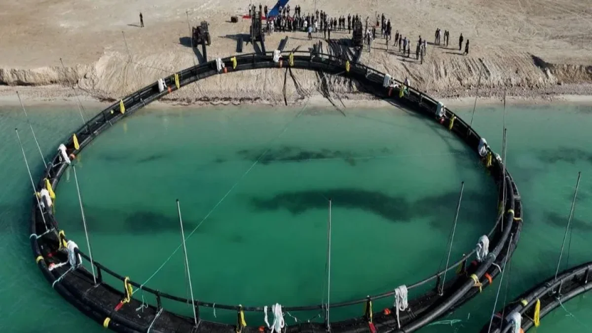 300 тонн форели будут выращивать на Каспи