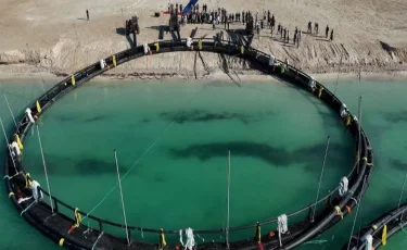 300 тонн форели будут выращивать на Каспи